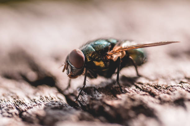 Close-up of a fly A fly sitting on some wood plank and is looking in the camera housefly stock pictures, royalty-free photos & images