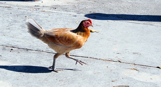 One of the wild chickens that wanders at will around the city of Key West, Florida.