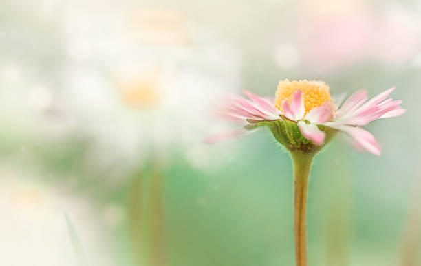 fleur de marguerite - field daisy vibrant color bright photos et images de collection