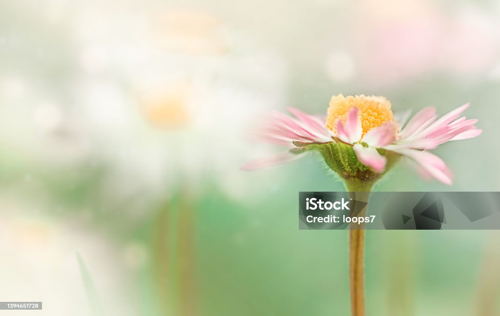 Daisy Flower Daisy Spring Meadow in a Sunny Day Daisy Stock Photo