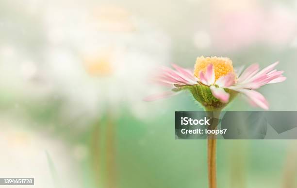Daisy Flower Stock Photo - Download Image Now - Daisy, Purple, Flower