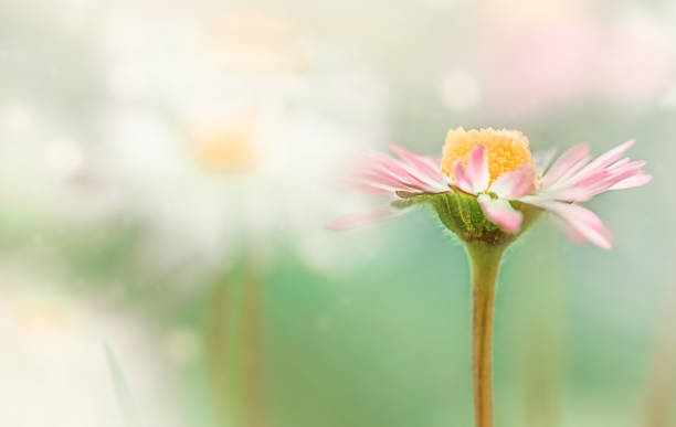 stokrotka kwiat - field daisy vibrant color bright zdjęcia i obrazy z banku zdjęć