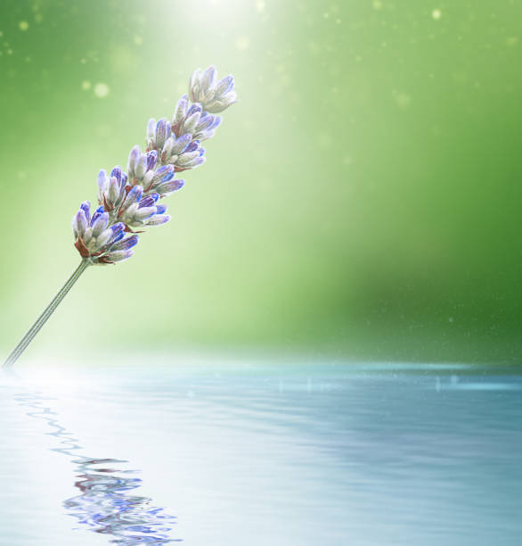 Lavender Plant against Green Defocused Background and Reflection in the Water