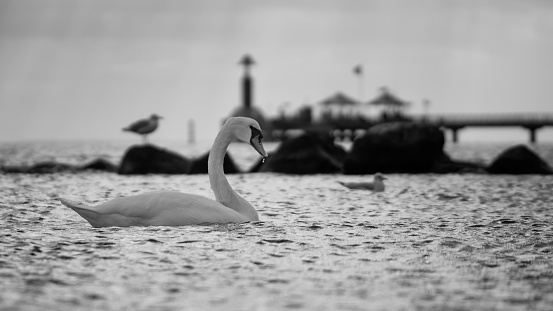Black and white image of a swan and some other sea birds with a huge pier behind them.