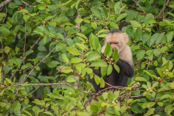 istock White-faced capuchin in Costa Rica. 1394652521
