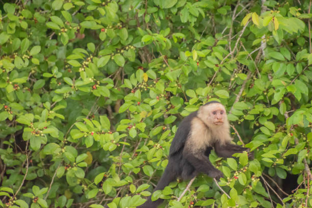 istock White-faced capuchin in Costa Rica. 1394652572