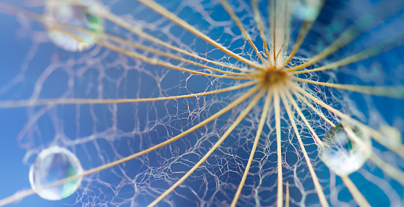 Dandelion with Water Drops over Blue Background