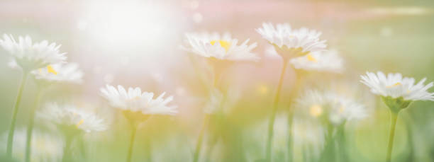 Daisy Flowers Spring Meadow in a Sunny Day stock photo