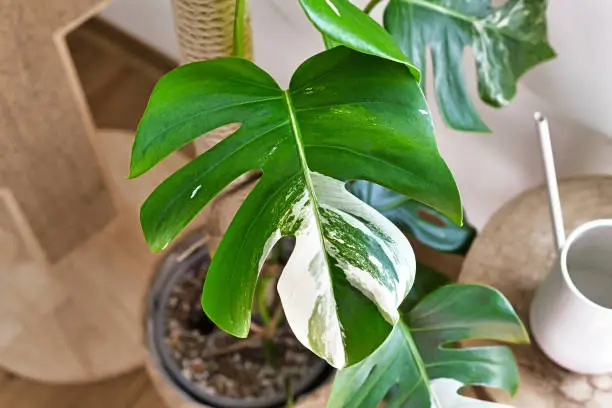 Photo of Leaf of tropical 'Monstera Deliciosa Variegata' houseplant