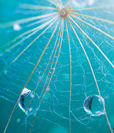 Dandelion with Water Drops over Blue Background