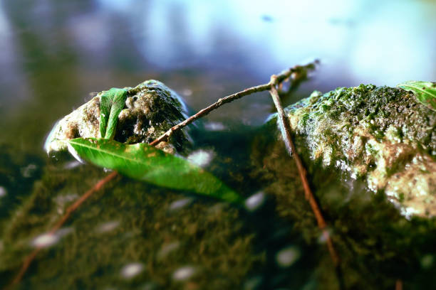 Little Branch in a Pond between Stones