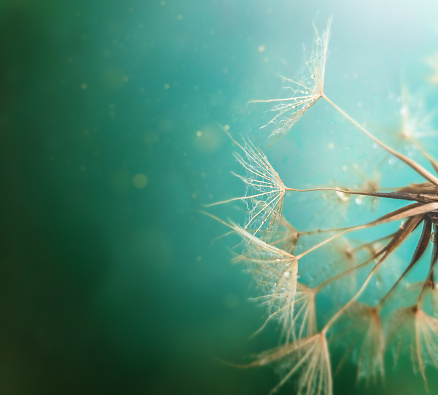 Dandelion over Green Defocused Background