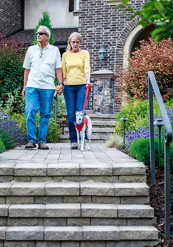 A prosperous senior adult married couple is holding hands as they walk down a modern, well-maintained stone walkway with their pet purebred Whippet hound dog.