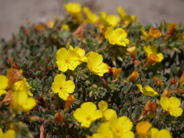 Yellow Flowers, Beach Suncup, Flower Field. stock photo