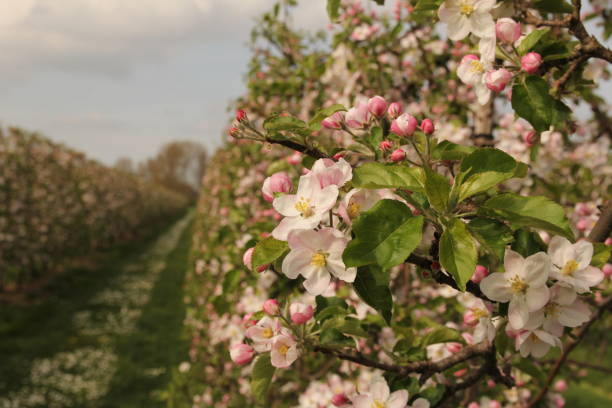 istock branches with beautiful pink blossom in an apple orchard 1394653819