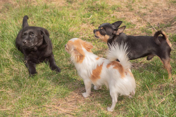 Three dogs on the grass. Black tsutsenya Labrador Retriever and Chihuahua black and white. stock photo