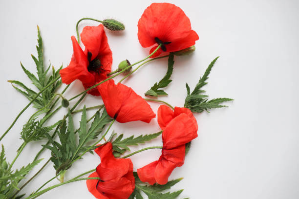 istock bouquet of red poppies 1394653904