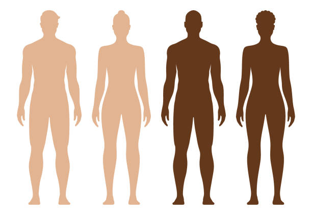 White and black male and female full body vector silhouette, isolated on background. White and black male and female body silhouette. Male and female anatomical body vector illustration, isolated on background. the human body stock illustrations