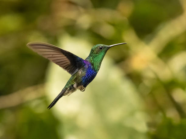 istock Crowned Woodnymph Hummingbird in Ecuador 1394654888