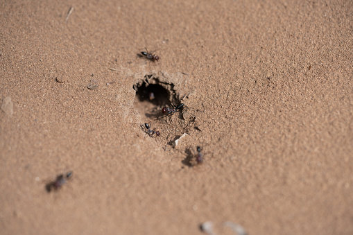 Anthill in sand