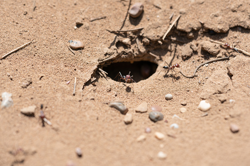 The vortex or a cone hole on the ground, the nest of Myrmeleon formicarius larvae, undur-undur, antlion animal.