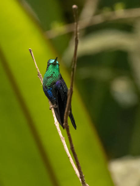 istock Crowned Woodnymph Hummingbird in Ecuador 1394655269