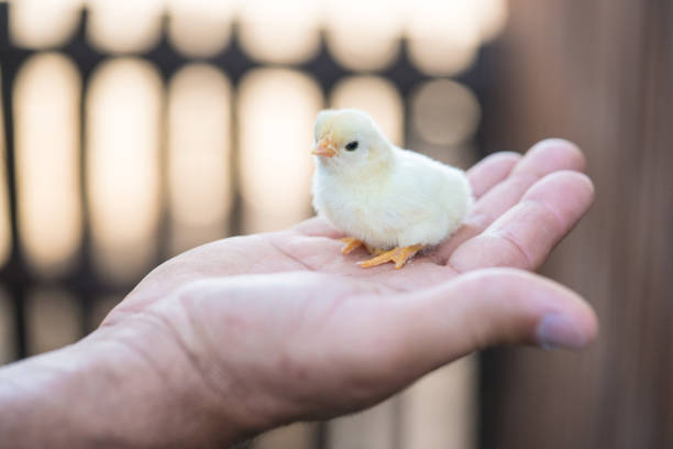 primo piano del piccolo pulcino sveglio appena nato sulla mano umana - baby chicken human hand young bird bird foto e immagini stock