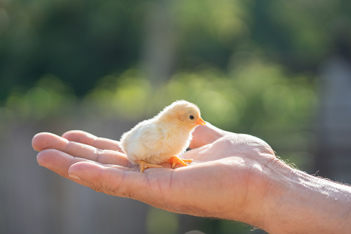 Close up of small cute newborn chick on human hand