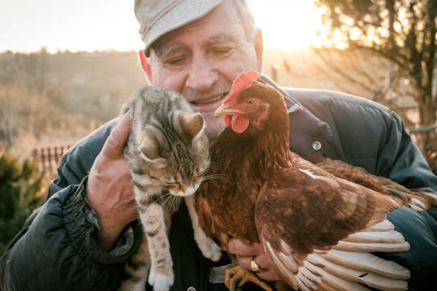 istock Senior Farmer holding chicken and cat in Hands 1394657230