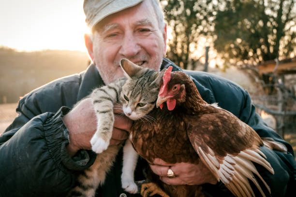 istock Senior Farmer holding chicken and cat in Hands 1394657231