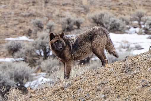 Grey Wolf of  dark colors staring across the rocky mountain side, carefully studying its surroundings and keeping up with the location of other members of the pack. This is in northern Yellowstone National Park in Wyoming and Montana in the United States of America (USA). Nearest towns are Gardiner, Mammoth, Cooke City, Bozeman, and Billings, Montana.