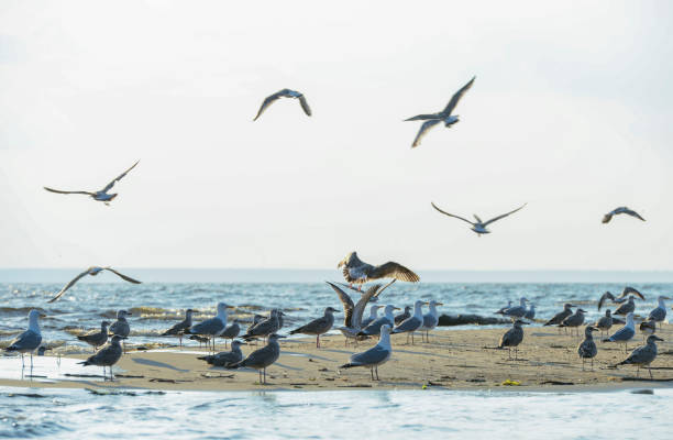 istock a flock of seagulls flies over the water 1394658376