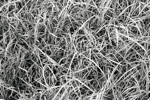 Black and white closeup field of grass, nature background with copy space, full frame horizontal composition