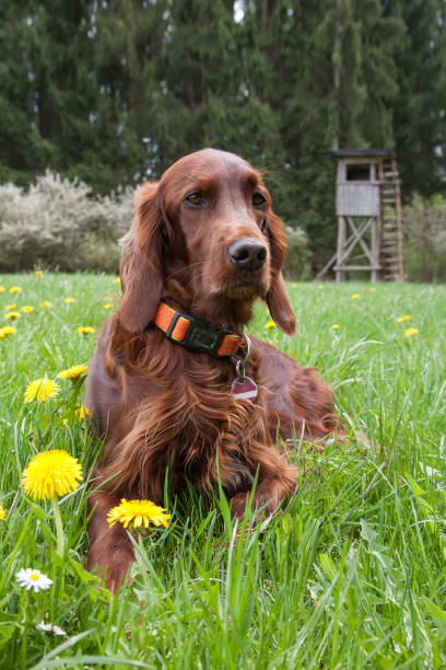 istock Irish Setter Hound in front of the hunting pulpit. 1394662420