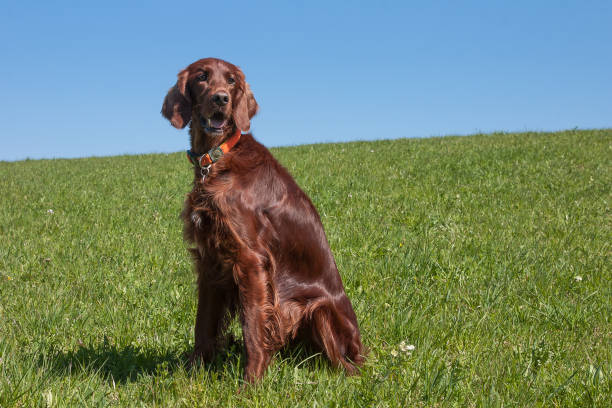 The Irish Setter hound, a beauty. Bright blue sky, lush green meadow and a beautiful Irish Setter hunting dog. irish setter stock pictures, royalty-free photos & images