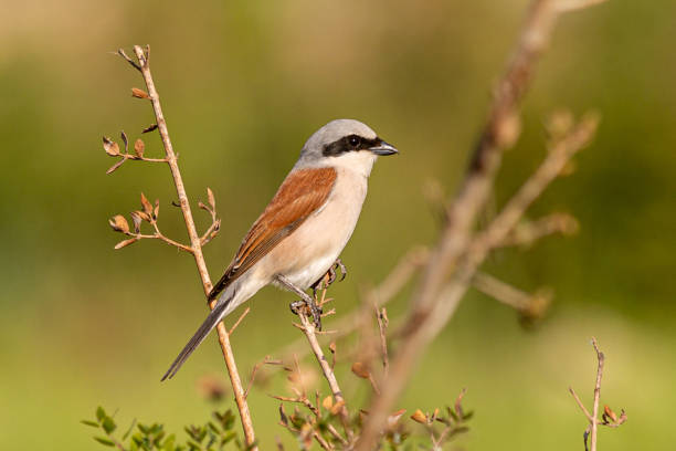 istock Red-backed Shrike