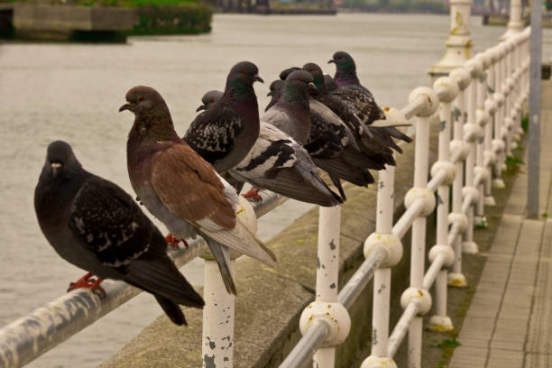 istock Group of common pigeons perched on a metal railing 1394663818