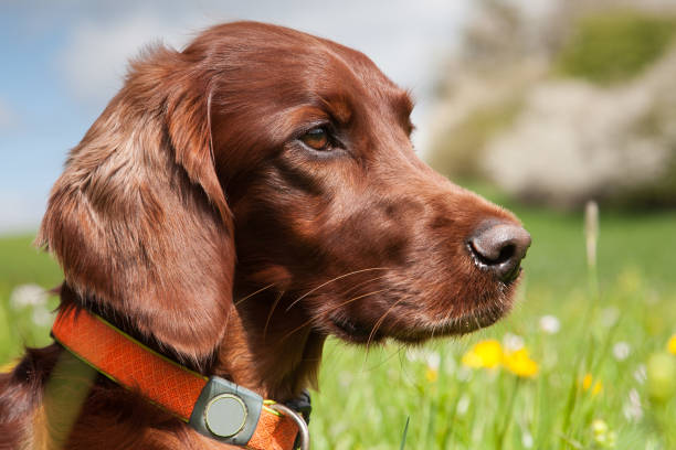 Portrait photo of an Irish Setter dog. stock photo