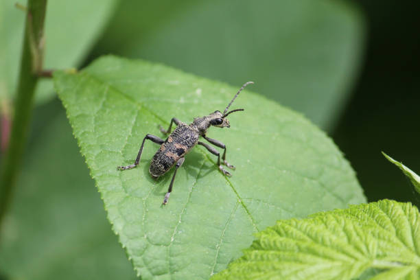 istock Black-spotted longhorn beetle (Rhagium mordax) in wild nature. May, Belarus 1394664946