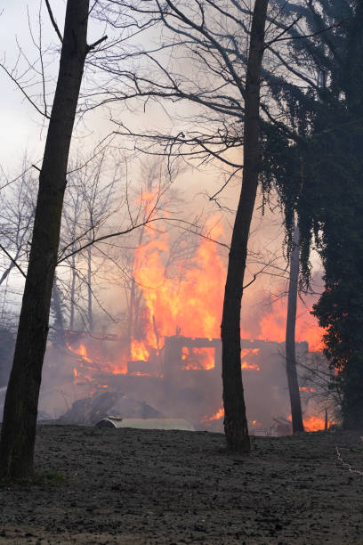 istock turkey in the forest and building fires 1394665547