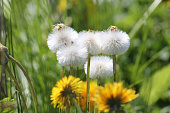 Tussilago farfara or coltsfoot white seed heads (blowballs) close-up in nature. May, Belarus