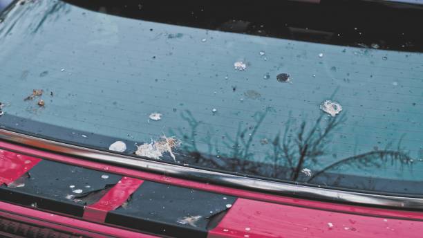 istock Bird Poop Droppings on Car Window and Chassis 1394666489