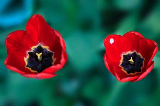 A close-up of a beautiful tulip in a garden, covered in raindrops. Shot with a Canon 5D Mark IV.