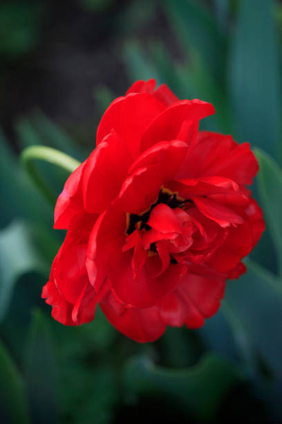 istock Red tulips on nature background 1394666684