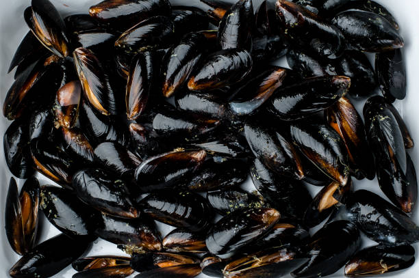 홍합. 검은 색 배경에 홍합이 많이 있습니다. 시장에 나와있는 해산물. 검은 껍질. 신선한 해산물 - scallop seafood sea main course 뉴스 사진 이미지