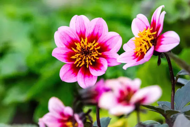 Photo of Beautiful dahlia in garden in morning. Pink flower blooming 2022
