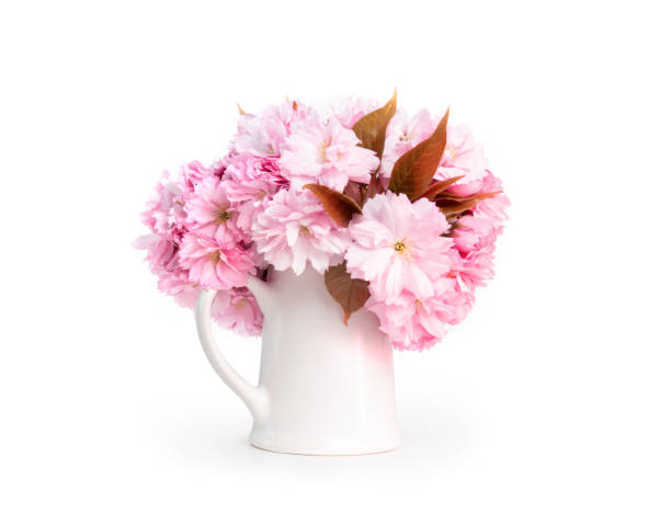 Cherry blossom in vase or jug.
