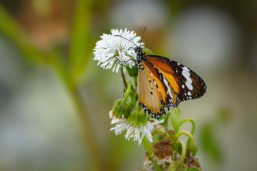 Painted Lady perched on flower head