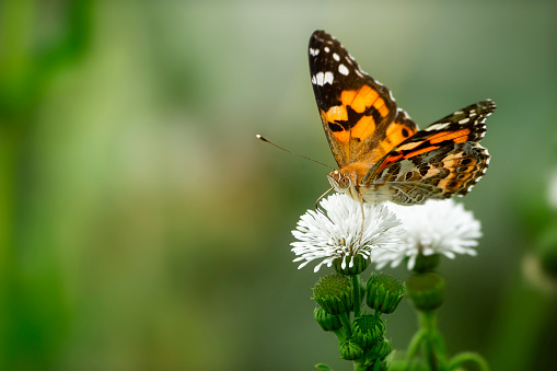 Painted Lady perched on flower head