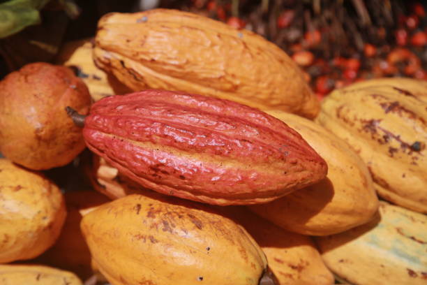 salvador, bahia, brazil - april 30, 2022: cocoa fruit for sale on display at a stall at the Sao Joaquim fair in the city of Salvador.